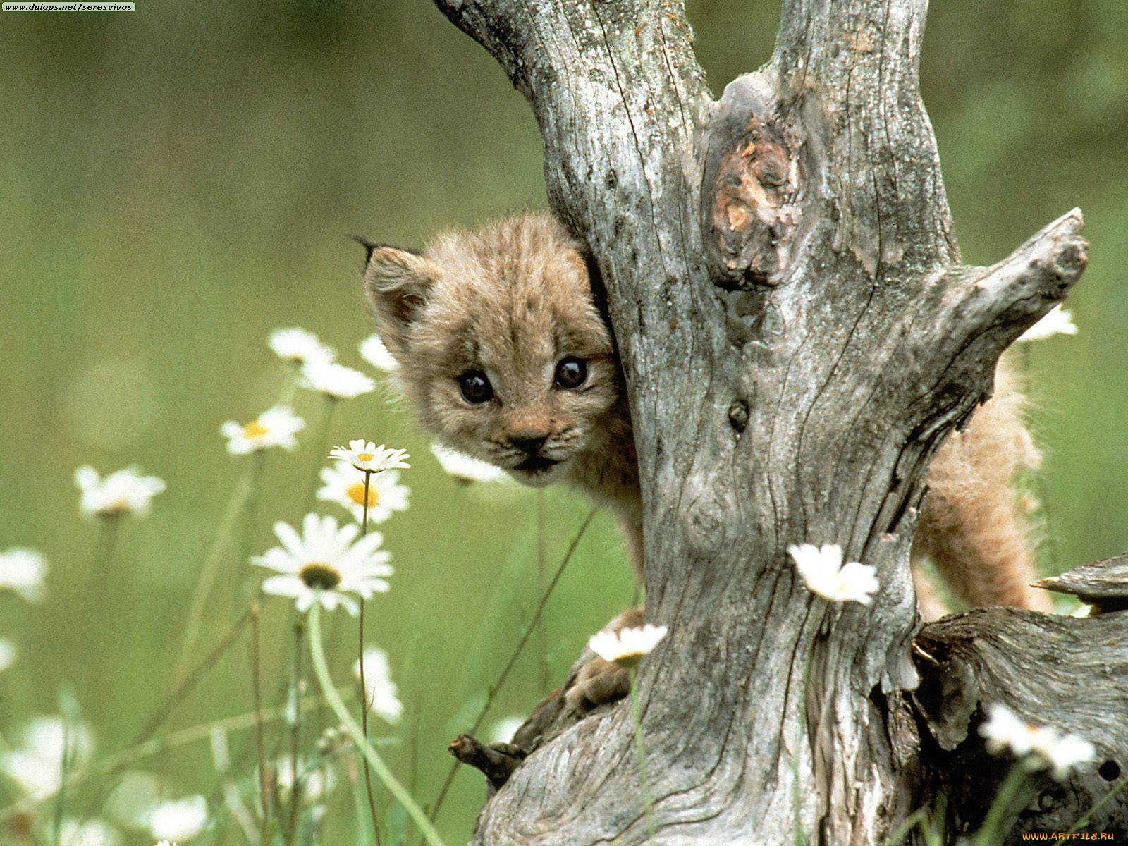 lynx, cub, , 